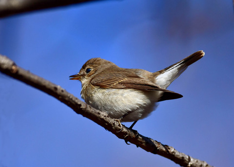 ニシオジロビタキ♀3577