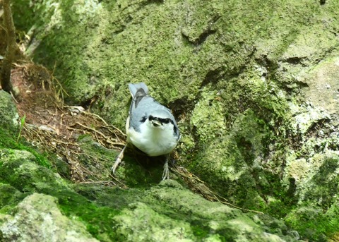 ゴジュウカラ4108