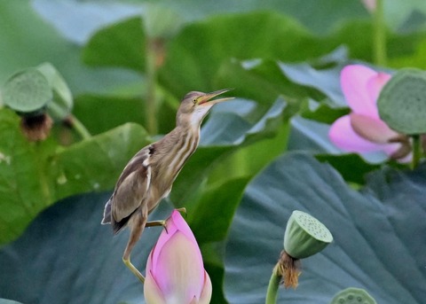 ヨシゴイ♀9236