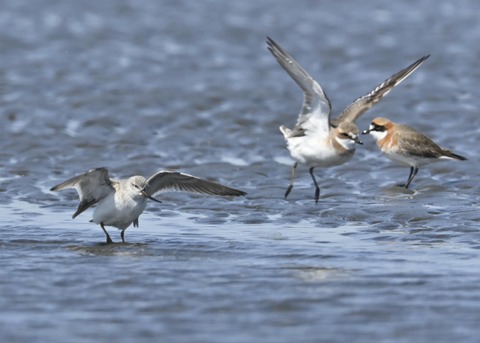 ソリハシシギ3223