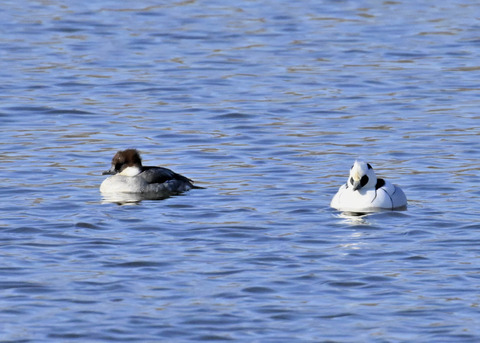 ミコアイサ♂♀4445