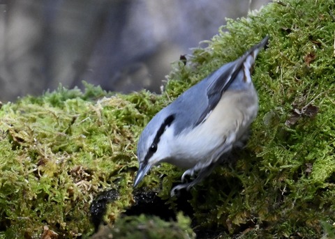 ゴジュウカラ4532