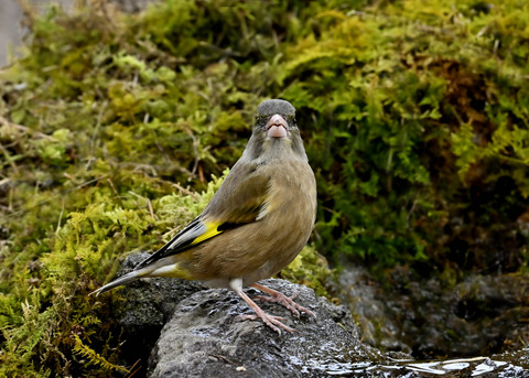 オオカワラヒワ♂1929