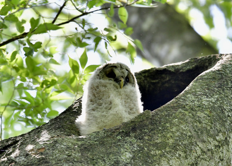 フクロウのヒナ②5846