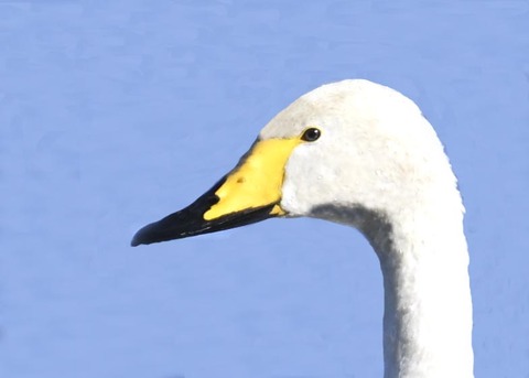 オオハクチョウ5000