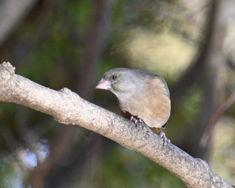 オオカワラヒワ7619