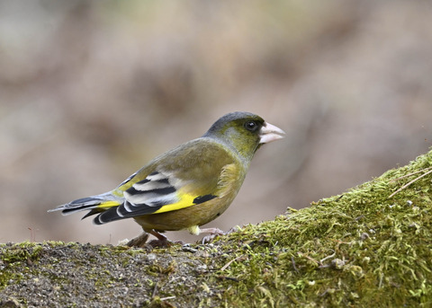 オオカワラヒワ♂1225