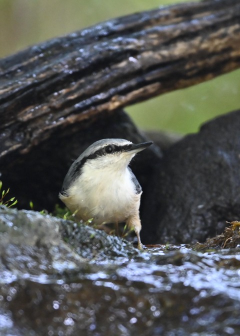 ゴジュウカラ2327