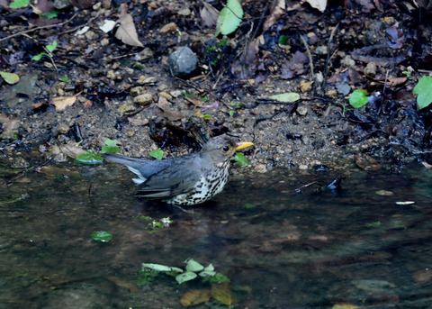 クロツグミ♀9291