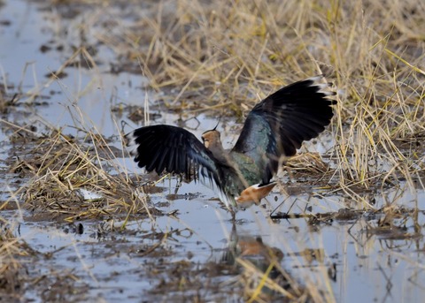 飛ぶ・タゲリ0946