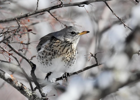 ノハラツグミ3547