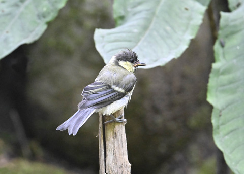 シジュウカラ幼鳥6699