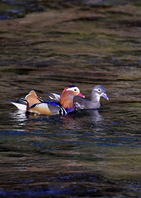 オシドリのペアー9173