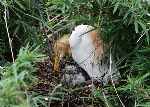 アマサギ7888