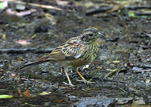 ホオジロ幼鳥6338