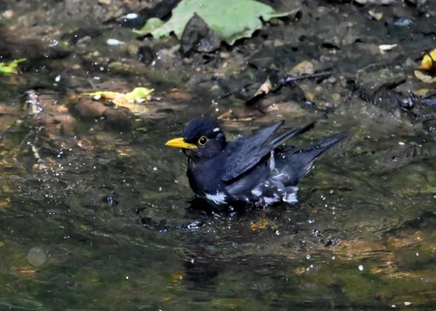 クロツグミ♂4465