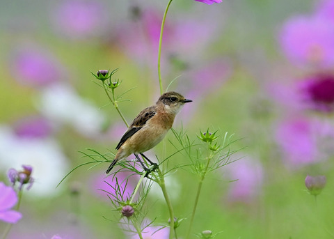 ノビタキ♀9635