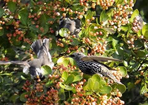 ホシムクドリ7095○