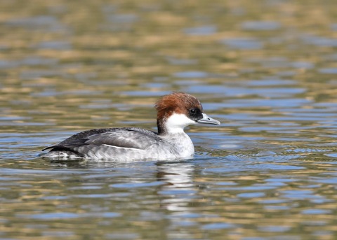 ミコアイサ♀3346