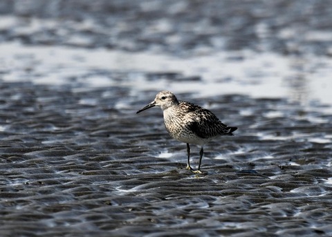 オバシギ若鳥1290