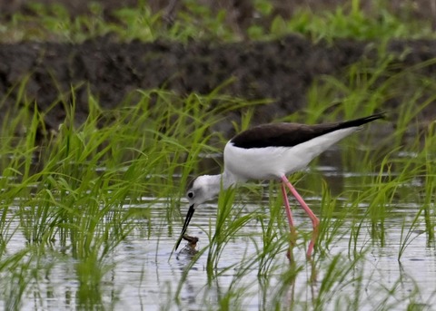 餌捕りセイタカシギ♀0057