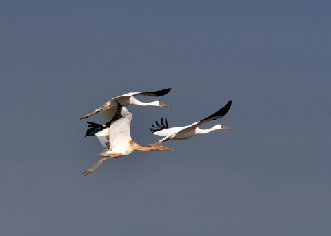 飛ぶ・ソデグロヅル8247