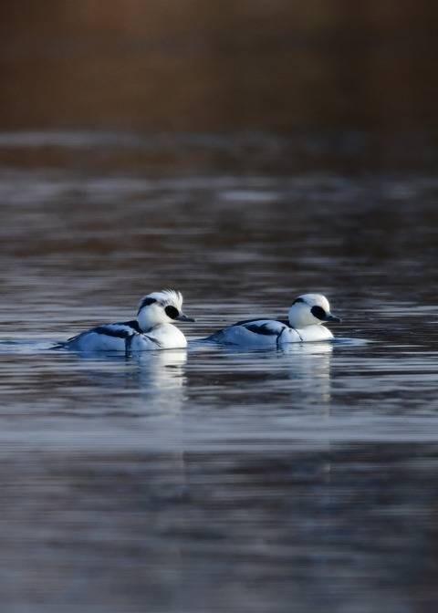 ミコアイサ♂8731