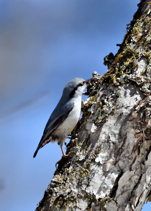 ゴ゛ュウカラ4070