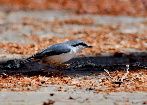 ゴ゛ュウカラ4044