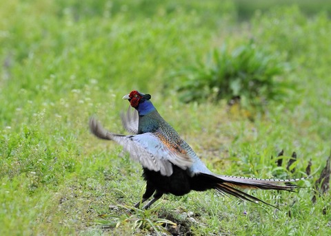 羽広る・キジ♂0076◎