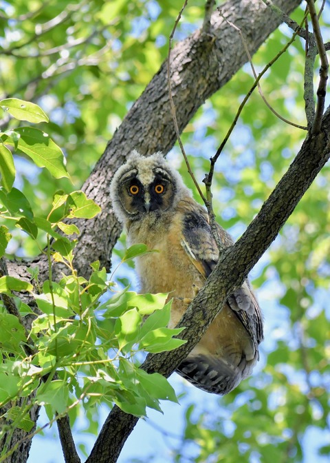 トラフズクのヒナ5882