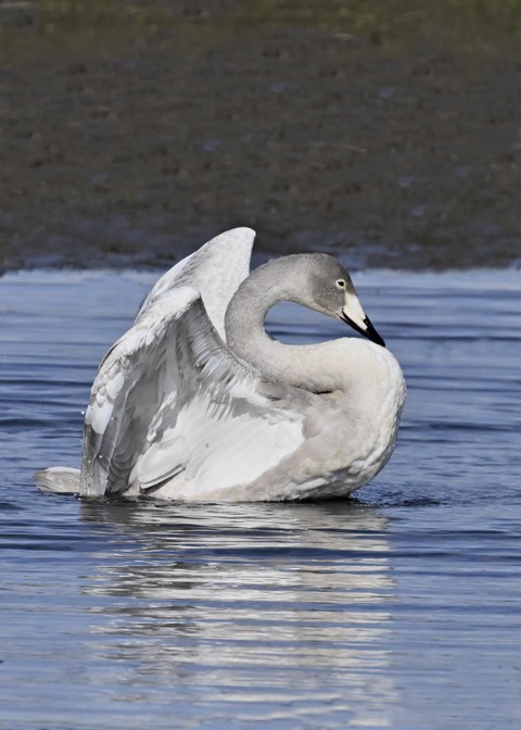 オオハクチョウ幼鳥3776