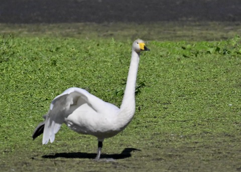 オオハクチョウ2795