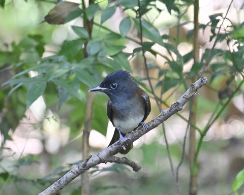 さんこうちょう7986