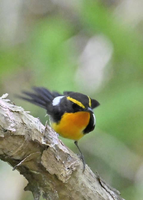 キビタキ成鳥♂6039