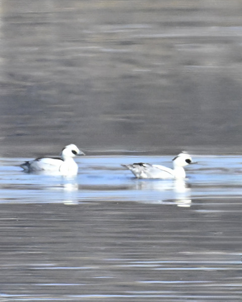 羽ばたくミコアイサ♂4570