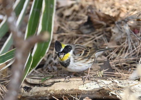 ヤマホオジロ♂4862