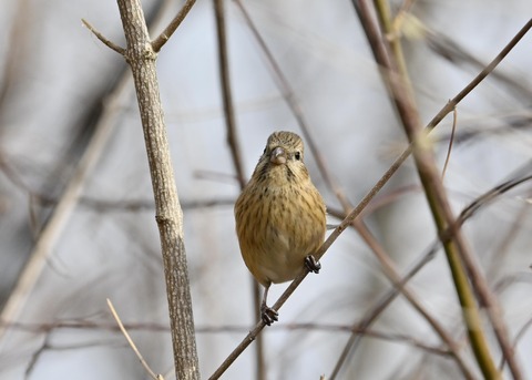 ベニマシコ♀8949