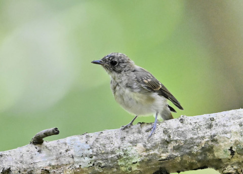 キビタキ幼鳥3262