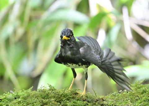 クロツグミ♂0308