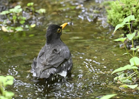 クロツグミ♂3495