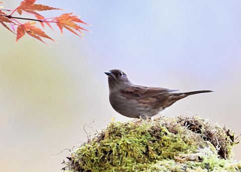 カヤククセリ6533