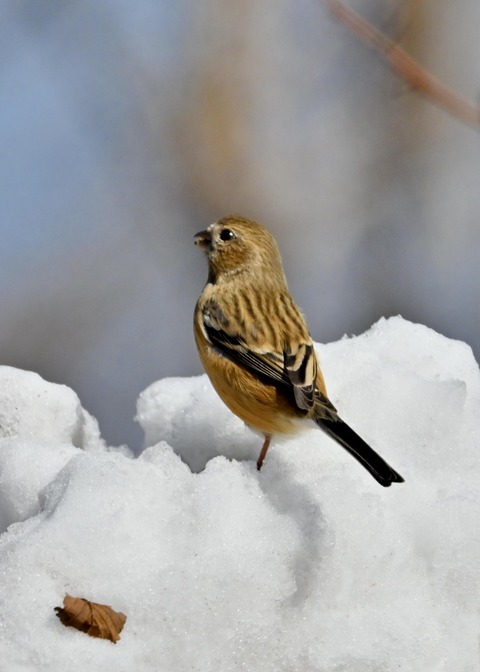 ベニマシコ♀2467