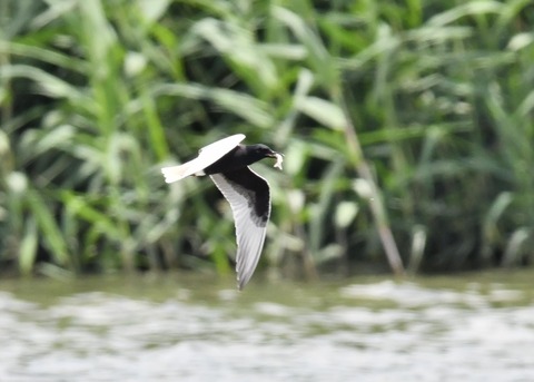 ハジロクロハラアジサシ8330