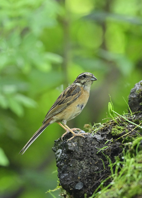 ホオジロ♀7951