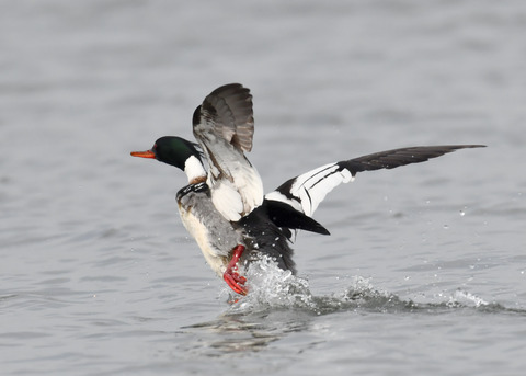 ウミアイサ♂7961