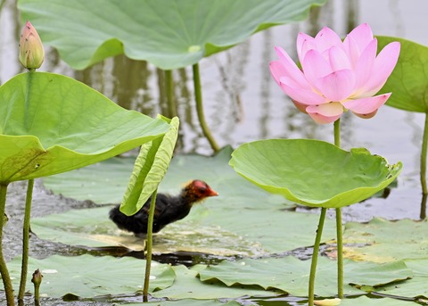 オオバンのヒナ7234