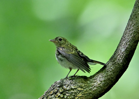 キビタキ幼鳥8927