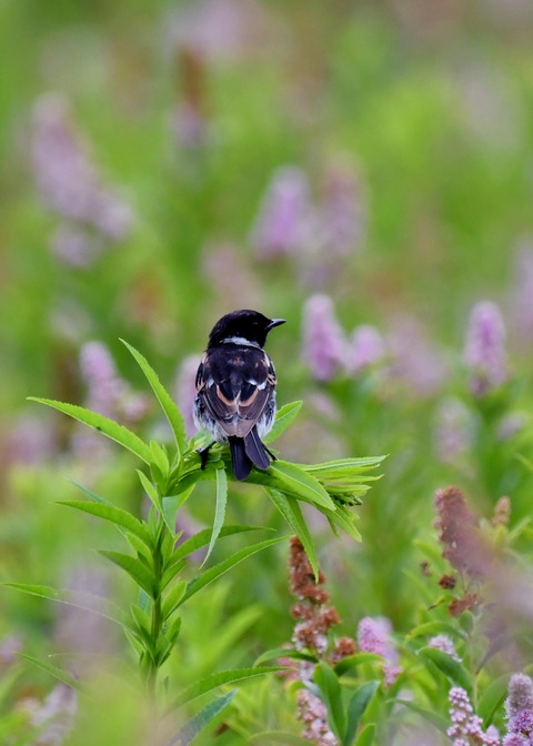 ノビタキ♂1580 - コピー