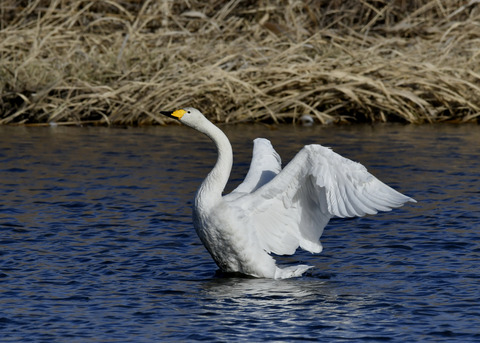 オオハクチョウ8629